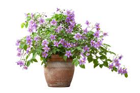 Image result for Solanum laxum
