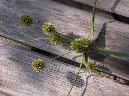 Yellow nutsedge is not known to be toxic. Yellow Nutsedge