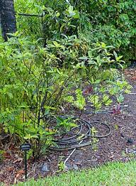 Image result for Hippocratea parvifolia