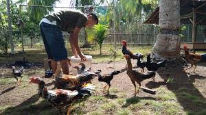 Maybe you would like to learn more about one of these? Berternak Ayam Kampung Yang Mudah Di Rumah Sumatratimes