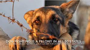 Great day everyone, we are students from sentral college penang. Animal Abuse Psa Youtube