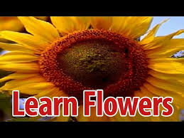 Flowering plants names in malayalam. Learn Names Of Flowers In Malayalam Flower Names In Animation Video Learning For Kids Youtube