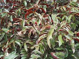 Image result for Excoecaria bussei