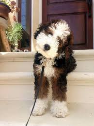 The Bernedoodle Guide The Bernese Mountain Dog Poodle Mix