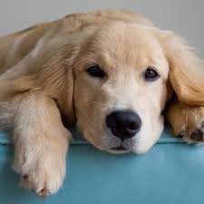 Just like us, cats are at risk of diseases like diabetes if they carry excess weight. Natural Remedies For Dog And Puppy Hot Spots
