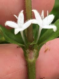 Image result for Diodia flavescens