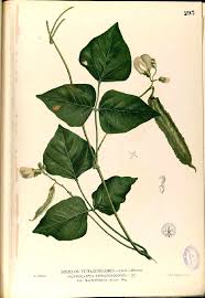 Image result for Psophocarpus grandiflorus