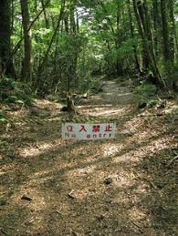 We now sell outside nl! 21 Aokigahara Jukai Ideas Aokigahara Aokigahara Forest Forest