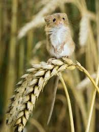 Common Rodents Rats And Mice Cute Animals Animals Beautiful Cute Animal Pictures