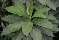 Image result for Vernonia amblyolepis