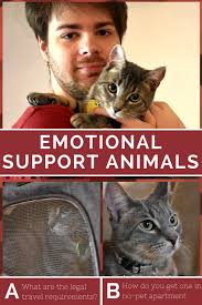 What Is An Emotional Support Animal And What Do They Need Taylorlife Emotional Support Animal Emotional Support Dog Support Animal