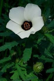 Image result for Hibiscus nigricaulis