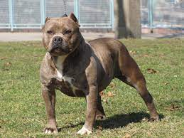 The gottiline bloodline, or juan gotti pitbull was based by richard barajas of west facet kennels in los angeles, ca. Gotti Pitbull Breed Online