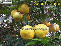 Image result for Citrus × aurantium