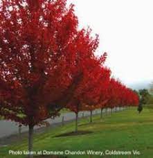 Among other things, looking for ideas on trees to line a long and wide driveway in zone 9a. 47 Best Trees To Line Driveway Ideas Landscape Tree Lined Driveway Driveway