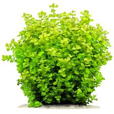 Image result for Lysimachia angustiloba