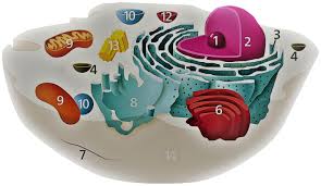 9.3 The Endomembrane System – College Biology I