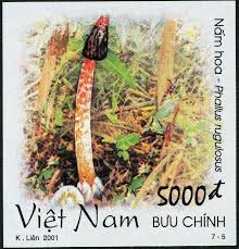 Image result for Pseudocolus schellenbergiae