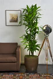 Pin On Plants