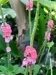 Image result for Stachytarpheta indica