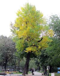 Image result for Fraxinus americana