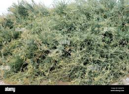 Image result for Atriplex halimus