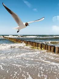 West coast beach, north island, new zealand. 63 Sylt Ideas North Sea Germany Pictures Of Germany