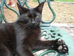 Polydactyl Cat Wikipedia