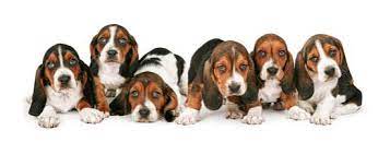 Schau dir unsere auswahl an hush puppy an, um die tollsten einzigartigen oder spezialgefertigten handgemachten stücke aus unseren shops für pumps zu finden. á… 2021 Basset Hound Charakter Wesen Bilder
