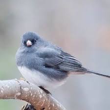 Grey Bird With Black And White Striped Head Common Black And White Or Gray And White Birds Black And White Birds White Bird Common Birds