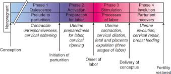 Physiology Of Labor Williams Obstetrics 24e