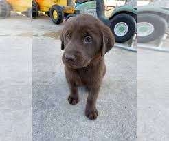 At mesquite petsmart pet stores, you'll find essential pet supplies and services. M8yn89owtzf4hm