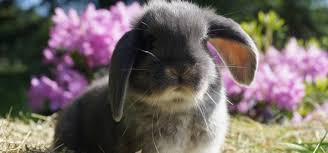 Man kann bis 22 uhr vorbei kommen. Steffis Kaninchenwelt Deutsche Widder Nhd Mini Lop Zwergwidder Schlappohren Steffis Kaninchenwelt De Nhd Zwergwidder Minilop Monschau