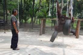 Selain sebagai tempat rekreasi, kebun binatang berfungsi sebagai tempat pendidikan, riset. Obesitas Orangutan Kiriman Kbs Jalani Diet Di Banyuwangi