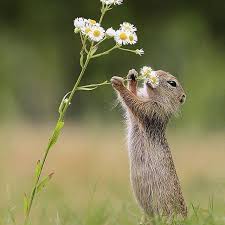 Rebyat Teper Dovejte Dogovorimsya Kto Hochet Chto By Ya Vas Prolajkal To Pishete Kommentarij V Cute Animals Animals Animals Wild