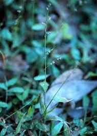 Image result for Oplismenus hirtellus