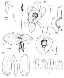 Image result for Liparis odontochilos