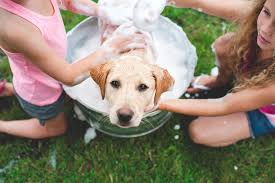Norman (kylie jenner, jennifer aniston) mona (jennifer love hewitt) 100 Best Girl Dog Names Cute Unique Female Puppy Name Ideas