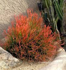 Image result for Euphorbia memoralis