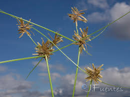 Image result for Pycreus flavidus