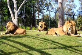 Lion Bachelor Group At Melbourne Zoo Enjoying Their New Home Lion Gorge Zoo Melbourne Summer Lion Animals Melbourne Zoo Animals Zoo