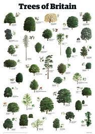 This choice of 10 are all winners of the award of garden merit (agm) which means that they have been tested by the rhs and found to be reliable, straightforward to grow, and widely available. Trees Of Britain Art Print By Guardian Wallchart Easyart Com Tree Leaf Identification Tree Identification Tree Uk