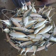 Gambar foto jenis macam nama ikan hias air laut freewaremini sumber www.frewaremini.com. Ikan Segar On Line Gambar Kepala Batas Pulau Pinang Malaysia Menu Harga Ulasan Restoran Facebook
