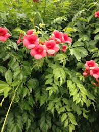 Trumpet vines, campsis radicans are much like mint plants. Trumpet Creepertrumpet Vine Campsis Species This Appears To Be A Campsis A Beloved Woody Vine Or Shrub Prized For The Bright Red Blossoms Seed Pods Campsis