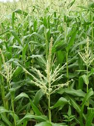 Image result for Zea mays