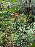 Image result for Ixora phellopus