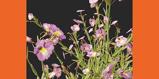 Image result for Mimulus gracilis