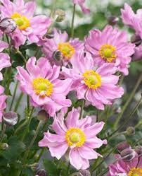 Anemone X Hybridus Fantasy Pocahontas Japanese Anemone From Skagit Gardens Cicek