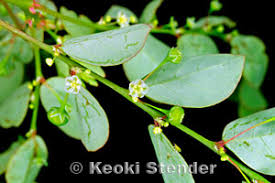 Image result for Phyllanthus tenellus