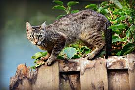 You can tell if its calico or not because a calico cat is a cat with only these three colors on it. How To Tell If A Cat Is Going Into Labor 6 Signs To Look For Excited Cats